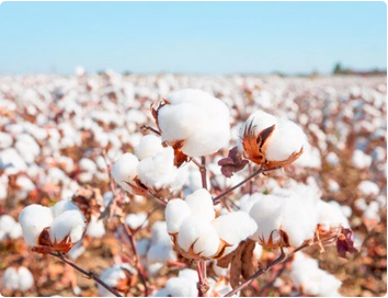 Cotton