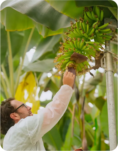 Agtech seedlings: Chiquita unveils ‘breakthrough in sustainable banana production