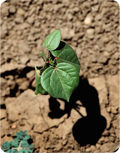 Drought shrivels cotton, delays wheat planting in US Plains