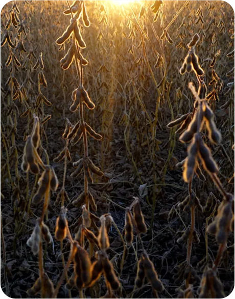 US farms on track to harvest record corn and soybean crops